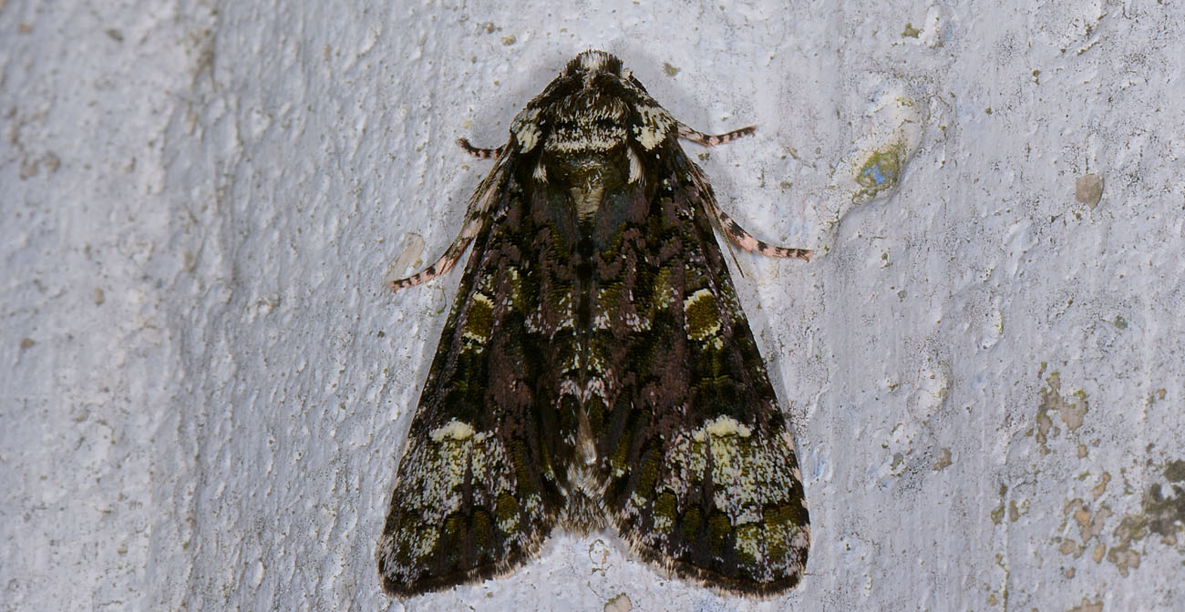 Noctuidae - Craniophora ligustri? S